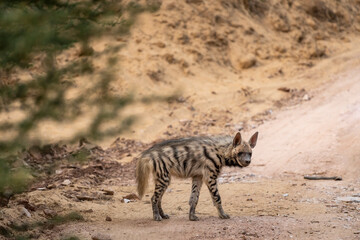 Obraz na płótnie Canvas Striped hyena side profile with eye contact on safari track blocking road during outdoor jungle safari in forest of gujrat india asia - hyaena hyaena