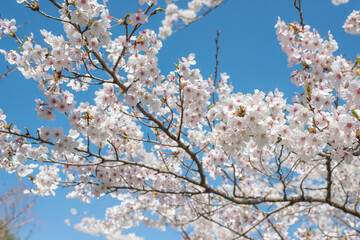 美しい満開のソメイヨシノ（鳥取県倉吉市・打吹公園）