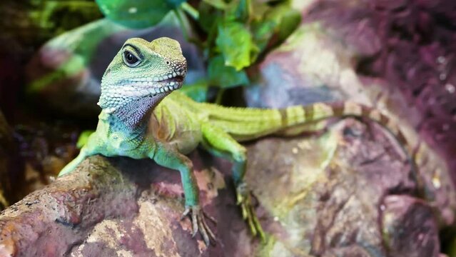 Chinese water dragon (Physignathus cocincinus)