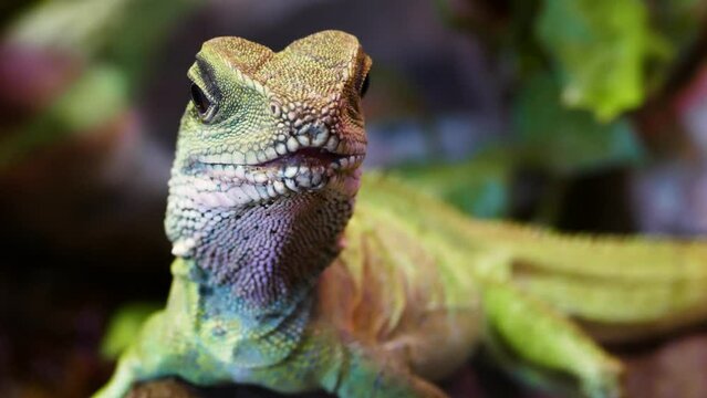 Chinese water dragon (Physignathus cocincinus), close-up