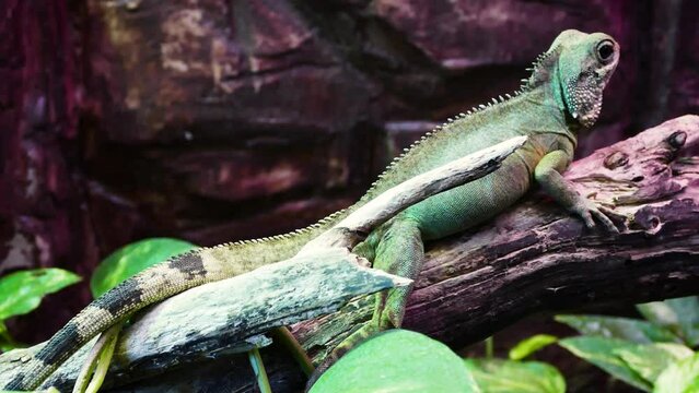 Chinese water dragon (Physignathus cocincinus)