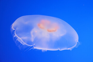 Spotted jellyfishes. Underwater scene