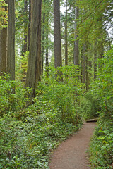 Redwood forest, CA, USA