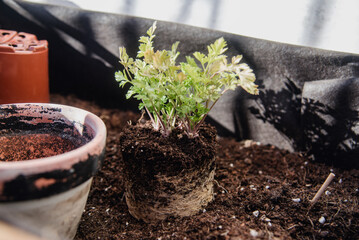 Planta de perejil fuera de su maceta, con las raíces recubriendo el cepellón. Concepto de...