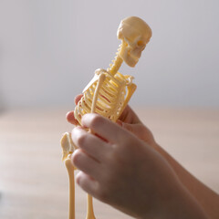 close-up of hands of child examining plastic model of human skeleton, an anatomical manual for...