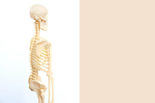 plastic model of the human skeleton on a light background, an anatomical manual for children, the concept of studying the structure of the human body, structure of bones, anatomy