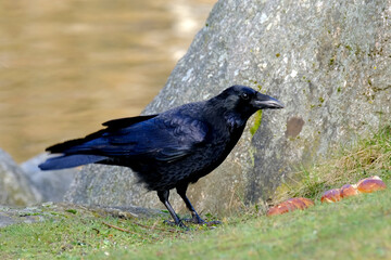 beautiful smart bird, black Crow, Corvus corone found bread and eats it, feathered cities, concept of nesting and breeding birds, wildlife protection, migration of feathered