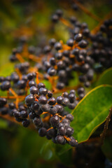 Black elderberry