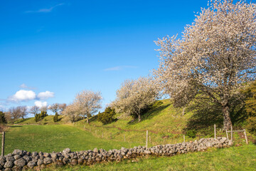 Cherry blossom in a rural spring landscape view