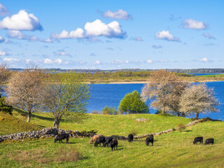 Cows grazing in a pasture with flowering fruit trees by a lake