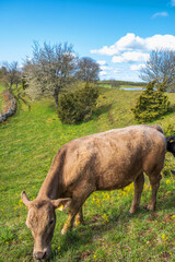 Grazing cow in a rolling meadow landscape