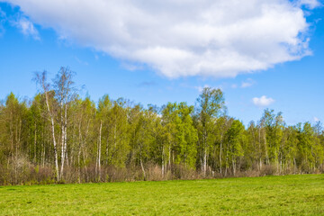 Forest edge at a meadow with budding trees