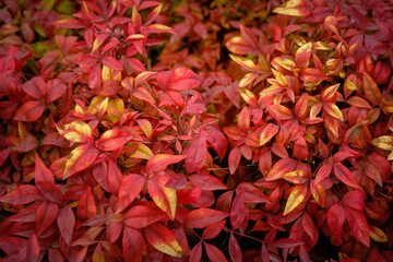 Color changing leaves