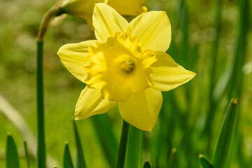yellow daffodils on grass
