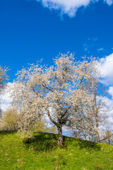 Fototapeta na wymiar Blooming cherry tree on a hill