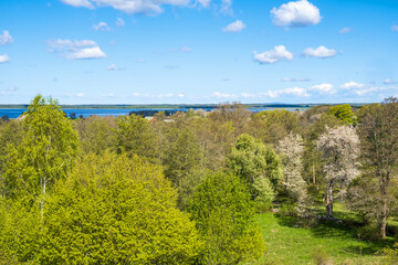 Lush trees in the spring in a beautiful landscape view