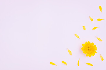 Yellow Chrysanthemum flowers and petals on pink background