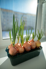 Onions grow in a special box near the window