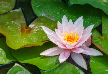 Pink water lily or lotus flower Marliacea Rosea in garden pond. Close-up of Nymphaea with water drops on blurry green water. Flower landscape for nature wallpaper with copy space. Selective focus