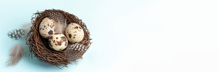 Naklejka na ściany i meble Easter festive banner. Quail eggs in nest with beautiful feathers on light blue. Top view.