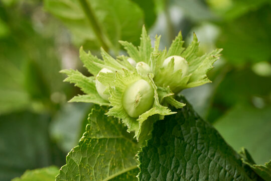 Green unripe hazelnuts or corylus avellana and tree leafs in an early summer garden.      