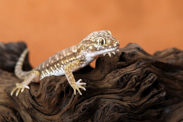 Sand Gecko (Stenodactylus petrii) on wood.