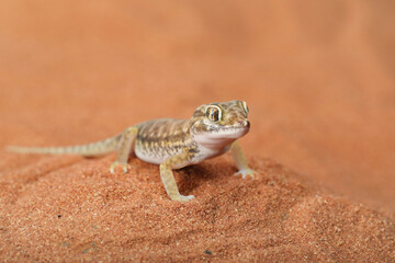 Sand Gecko (Stenodactylus petrii) on sand desert.