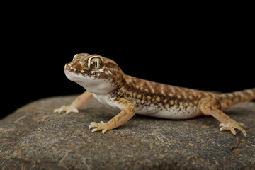 Obraz premium Sand Gecko (Stenodactylus petrii) on rock on black background.