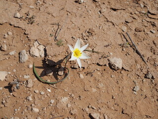 white primrose flower in the desert in spring