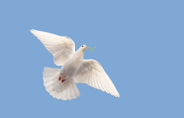 Obraz premium dove of peace with a branch in its beak flies
