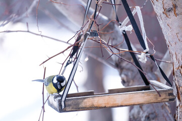 A titmouse on a feeder holds a seed in its beak