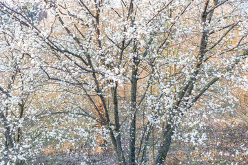 Close up of a beautiful pink and white almond tree flowers blooming in the spring in Rome Italy
