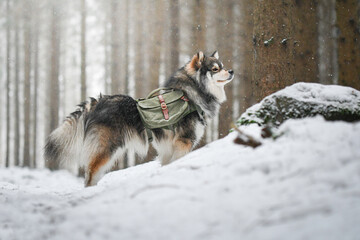 Obraz premium Portrait of a Finnish Lapphund dog outdoors
