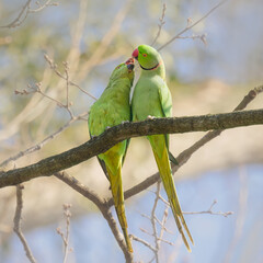 Couple of wild rose-ringed parakeets, Psittacula krameri female and male, allofeeding and allopreening a courtship display, a feral population of these birds exists along the Rhine near Bonn