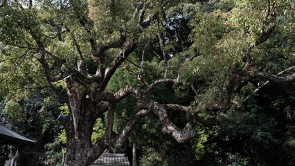 神社の木