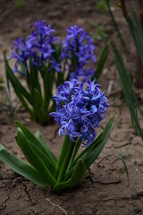 blue iris flower