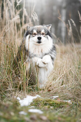 Fototapeta premium Portrait of a Finnish Lapphund dog outdoors
