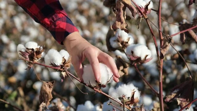 Young farmer woman harvesting cotton in slow motion. Agriculture and textile industry