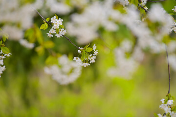 Amazing blossom spring flowers. Close up of these beautiful plants against vivid color background.