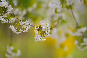Amazing blossom spring flowers. Close up of these beautiful plants against vivid color background.