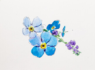 A set of forget-me-nots. Watercolor flowers. A set for designers of wedding and gift products. Watercolor. Spring composition, wedding bouquet. - 497482580