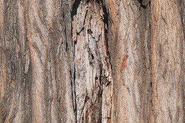 Rough textured tree bark close-up as a background
