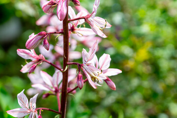 Dictamnus albus in a blooming summer garden (burning bush,  dittany, gas plant, fraxinella)