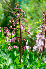 Dictamnus albus in a blooming summer garden (burning bush,  dittany, gas plant, fraxinella)