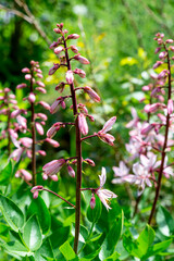 Dictamnus albus in a blooming summer garden (burning bush,  dittany, gas plant, fraxinella)