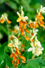 Orange yellow lathyrus gmelinii flowers in the summer garden