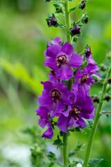 Purple verbascum phoeniceum flowers in the summer garden  (purple mullein)