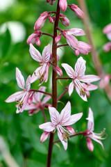 Dictamnus albus in a blooming summer garden (burning bush,  dittany, gas plant, fraxinella)