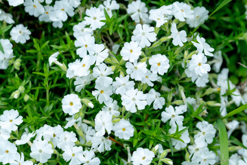 White phlox flowers in the summer garden (phlox subulata)