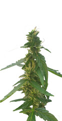 cannabis bud cannabis plant leaf sativa indica